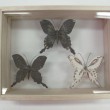 butterfly・陶土、半磁土、針金、標本針・2011